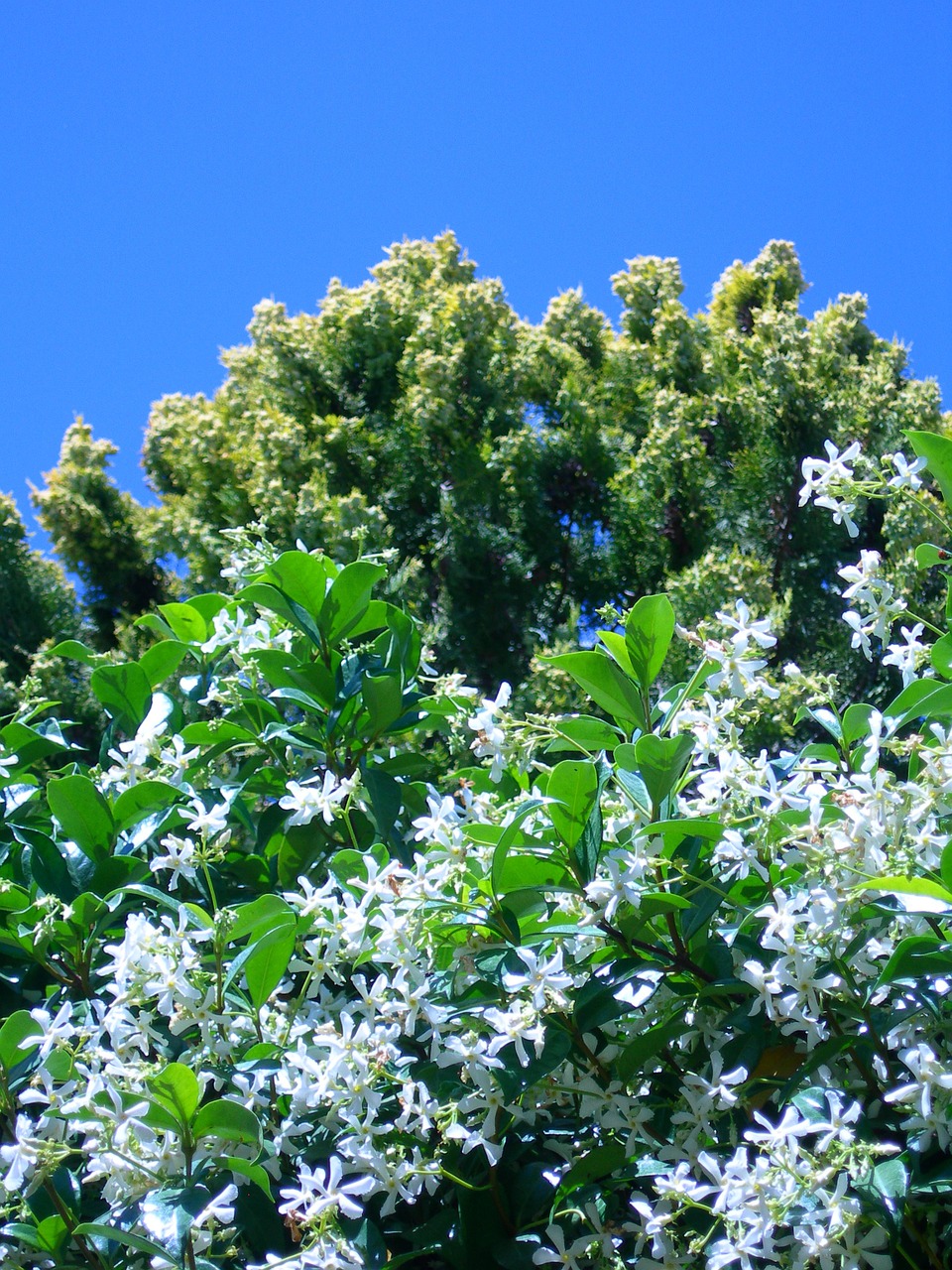 フェンスを有効活用 つる性植物おすすめ5選 Gardeniwa