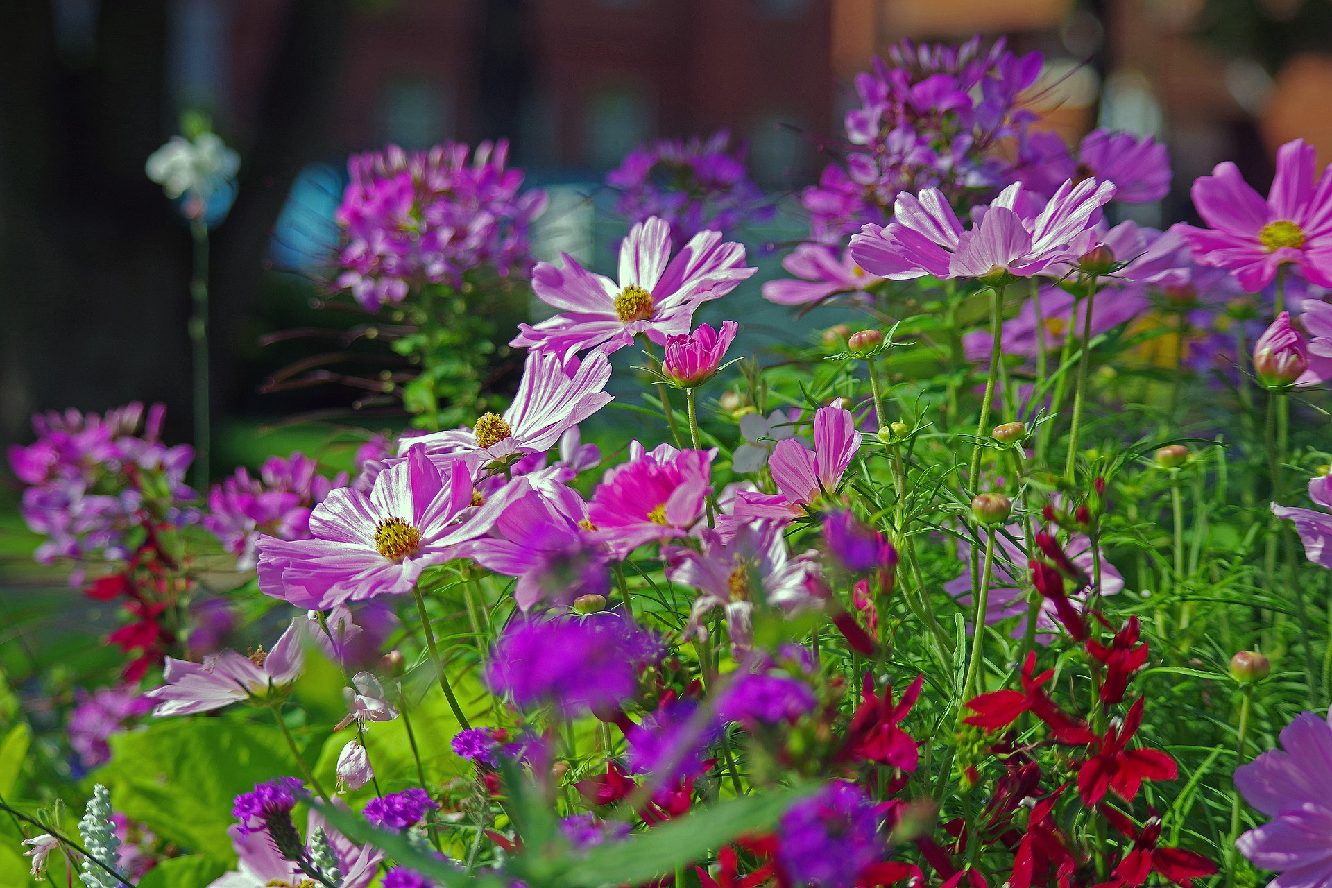 ９月がまき時の花５選 直播きで簡単に育つ花の種をまこう Gardeniwa