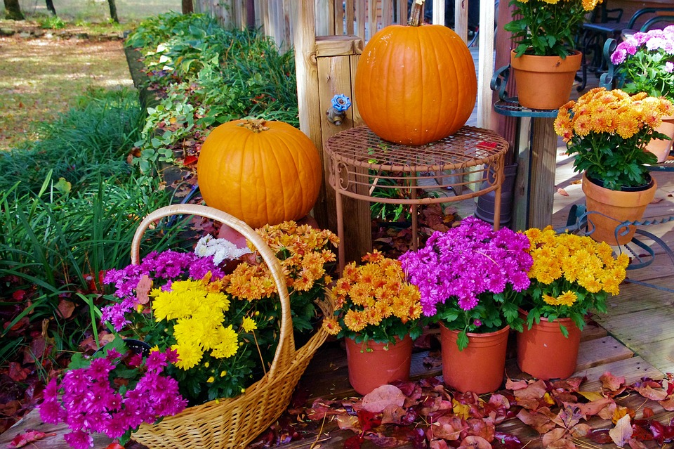 ハロウィンにもぴったり！秋に植えるおすすめの花【５選】