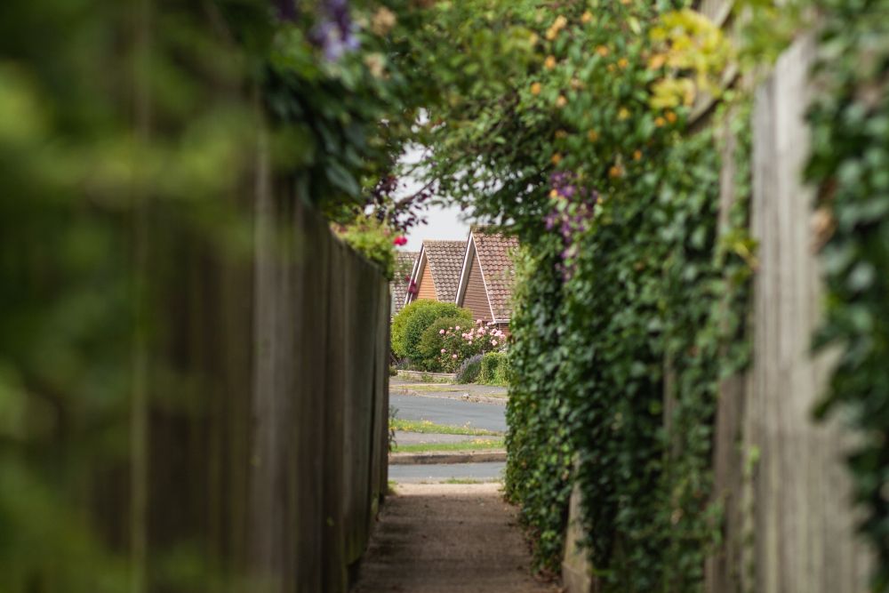 フェンスを有効活用 つる性植物おすすめ5選 Gardeniwa