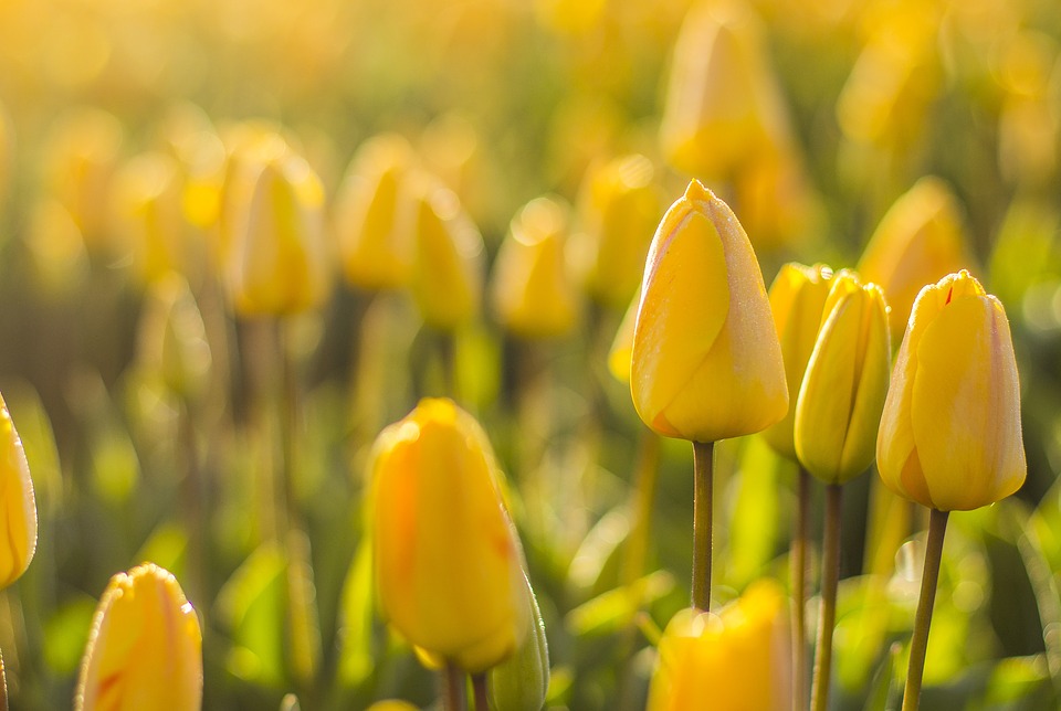 春が待ち遠しくなる花々！人気の秋植え球根【６選】