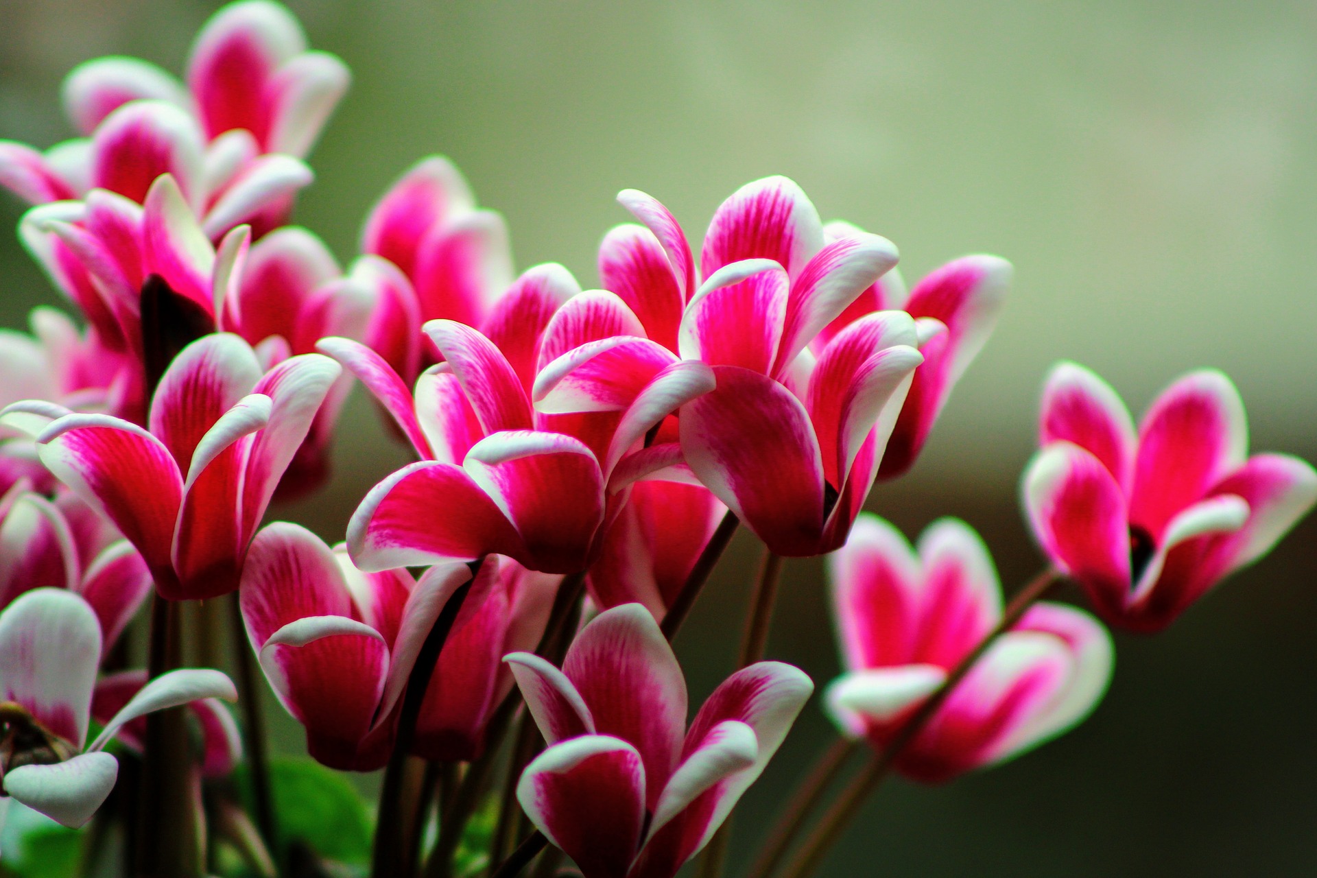 冬の寄せ植えに大活躍 寒さに強いおすすめの花 植物 ５選 Gardeniwa