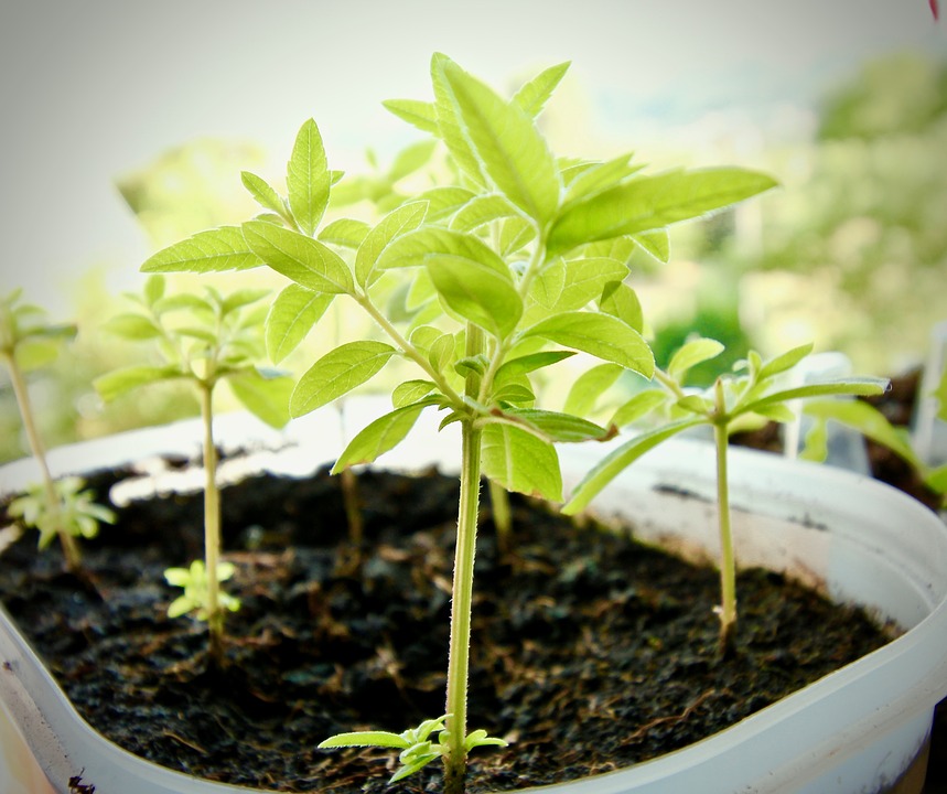 挿し木がもたらす３つのメリットって 挿し木で植物を増やしてみよう Gardeniwa