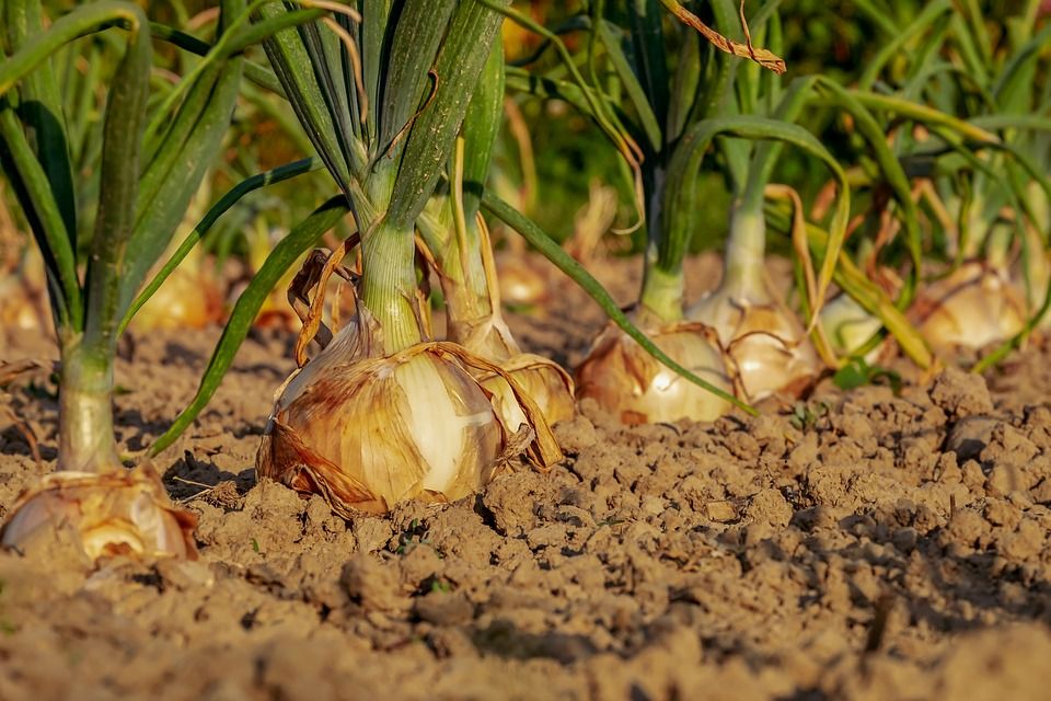 庭植えを楽しむなら土が基本 土作りの基本ポイント5つをご紹介 Gardeniwa