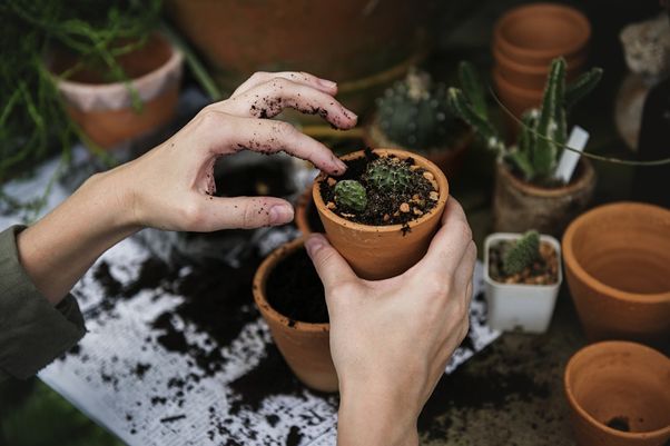 植える前に知っておきたい！5つの鉢メリット・デメリット！