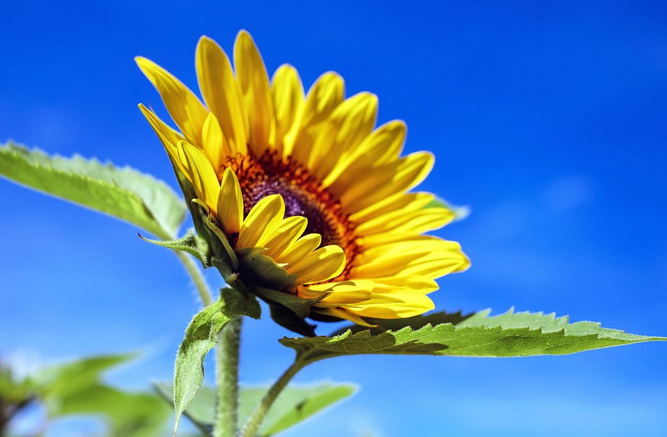 暑さに強い夏の花を育てよう！夏の代表的な花【6選】