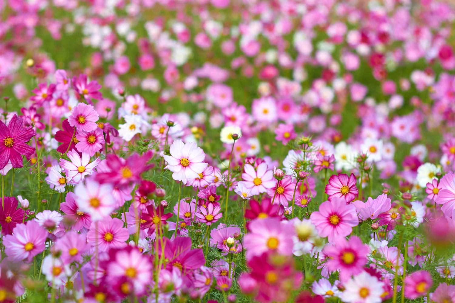 まだ間に合う！？　7月からでも植え付け可能な植物5選