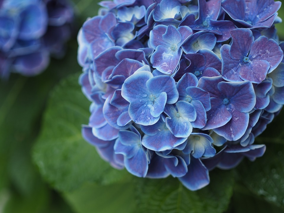 梅雨の時期にやるべき庭仕事 湿気 蒸れの5つの対策 Gardeniwa