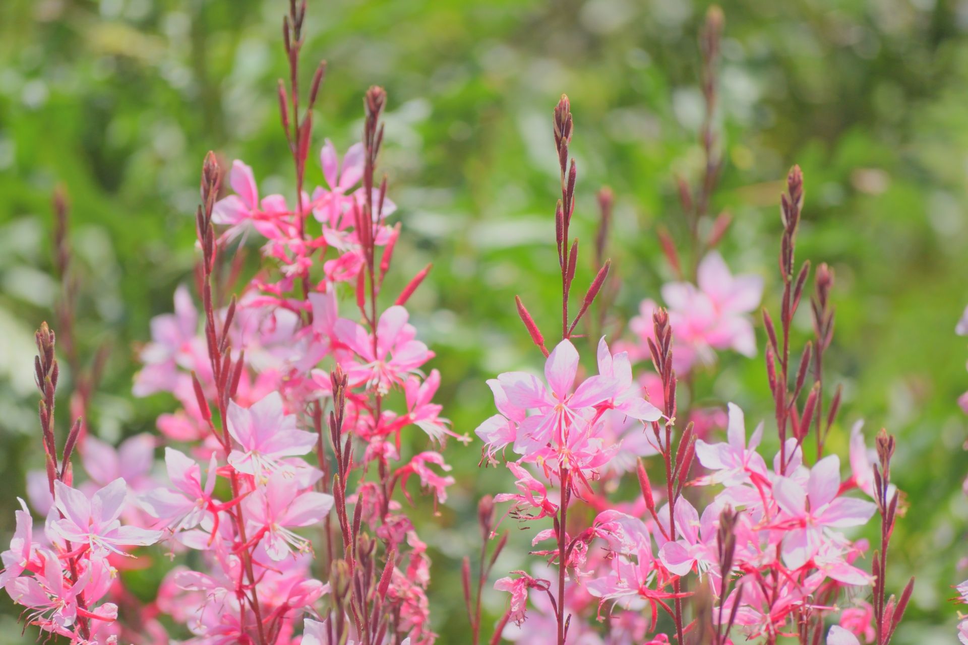 晩秋まで咲く 開花期の長い花6選 簡単に育てられる花を植えよう Gardeniwa