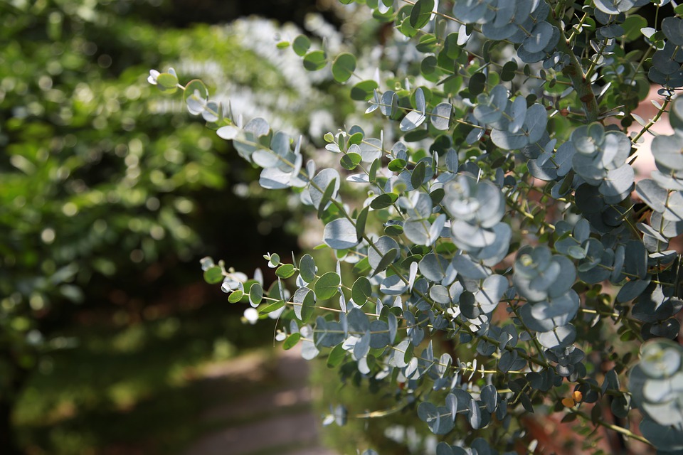 ユーカリを上手に育てる5つのコツとは 剪定や植え替え方法も紹介 Gardeniwa