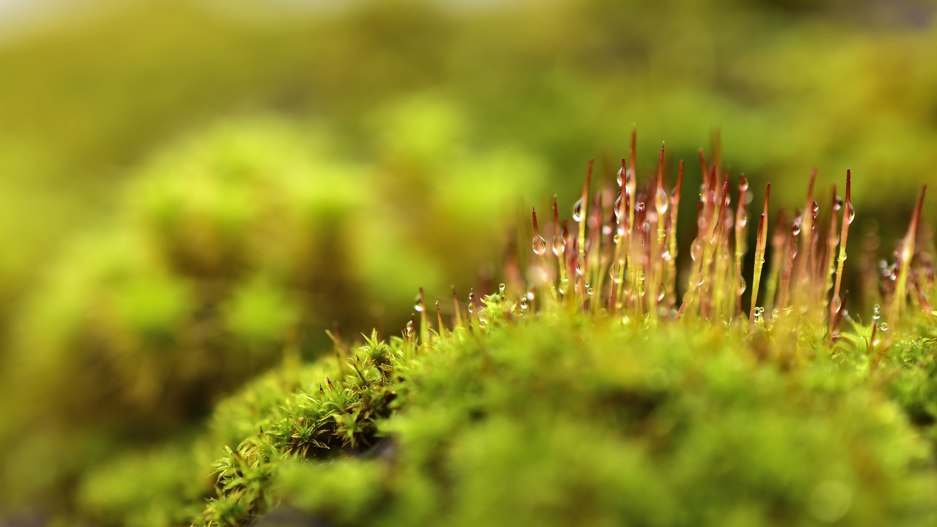 インテリアに苔を取り入れよう！コケリウム基本作成の4ポイントをご紹介