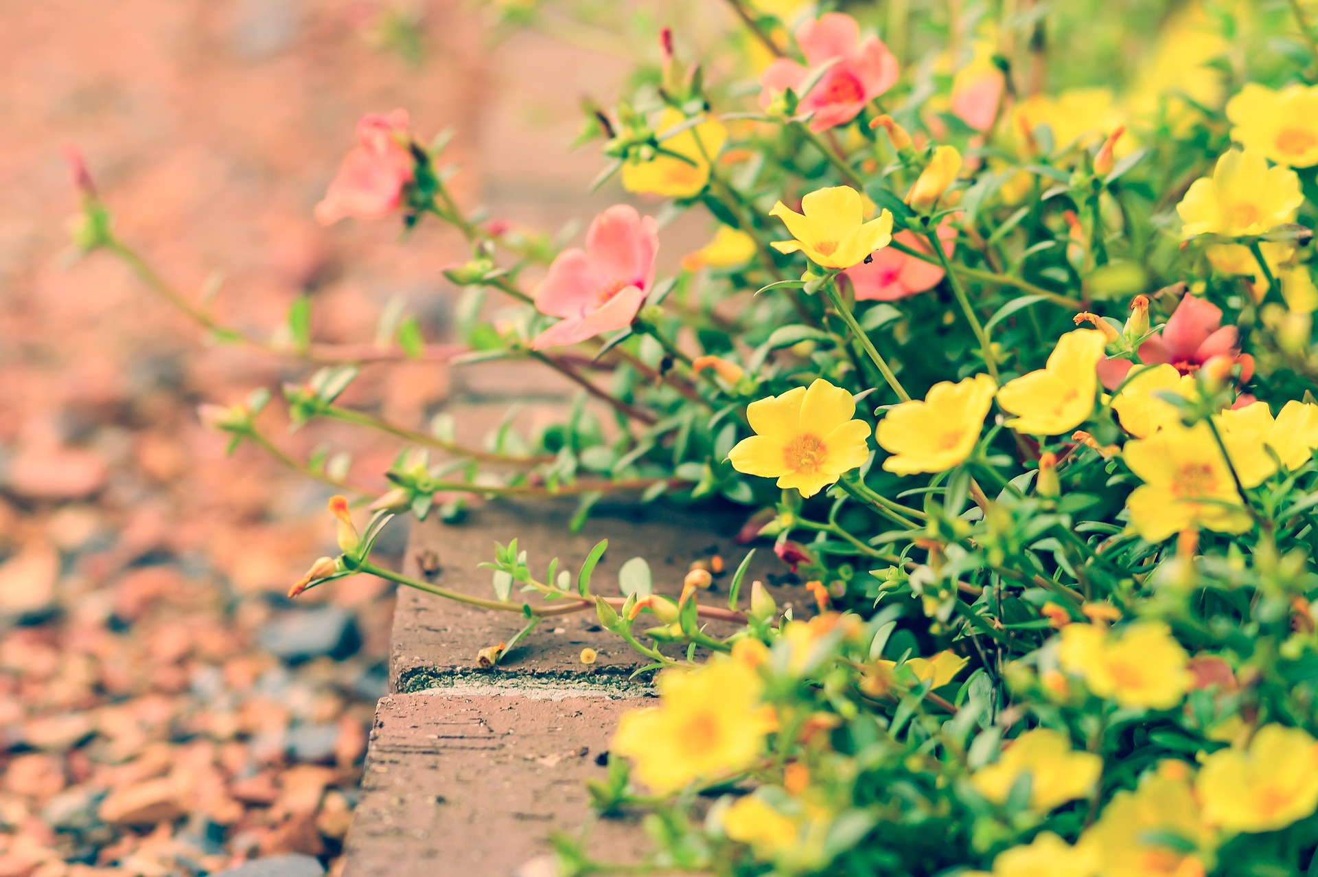 庭の花壇を手作りするには？　花壇作りDIYのポイント5点