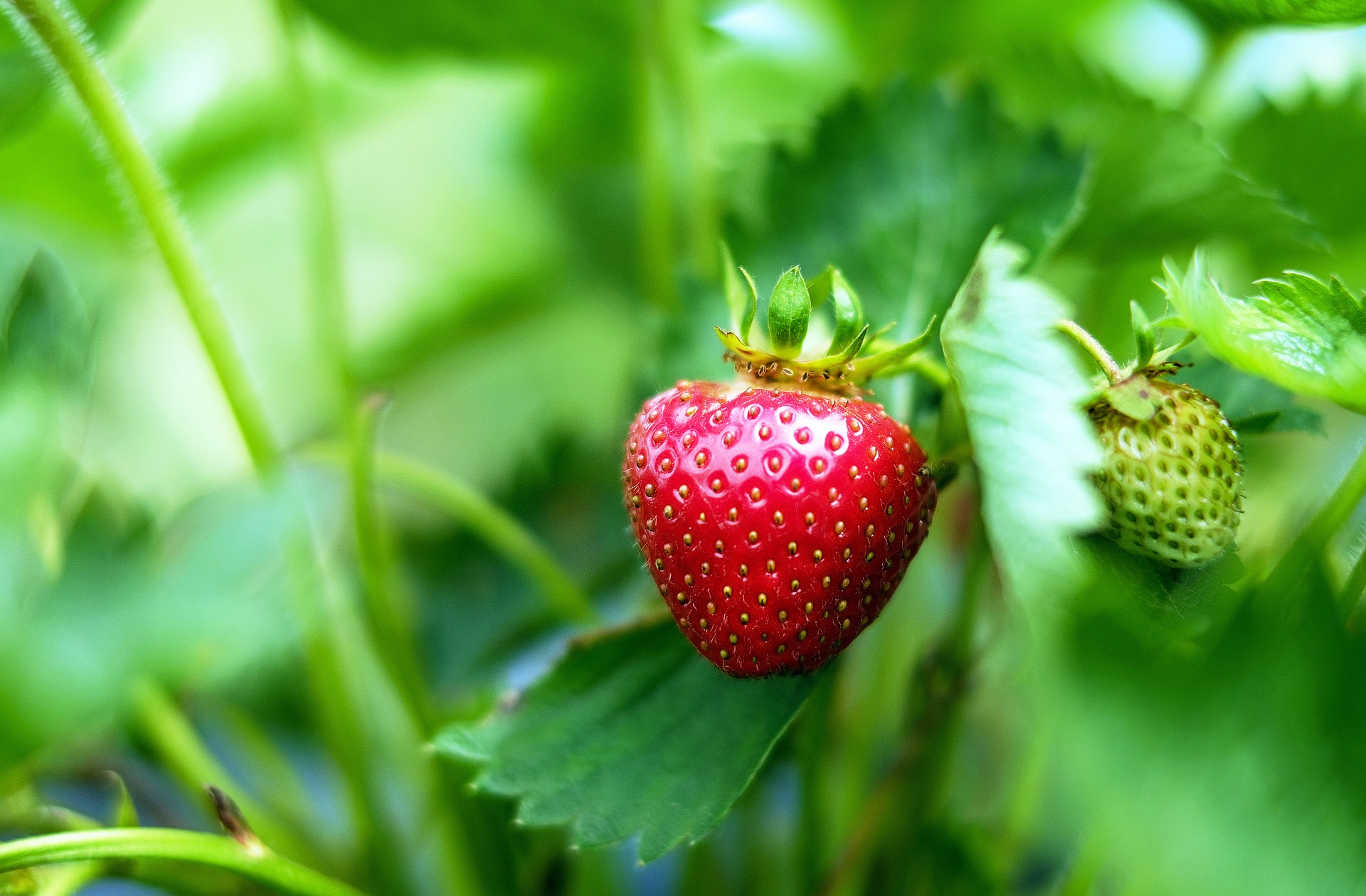 プランターで育てよう！イチゴ栽培の植え付けから収穫までのコツ6つ