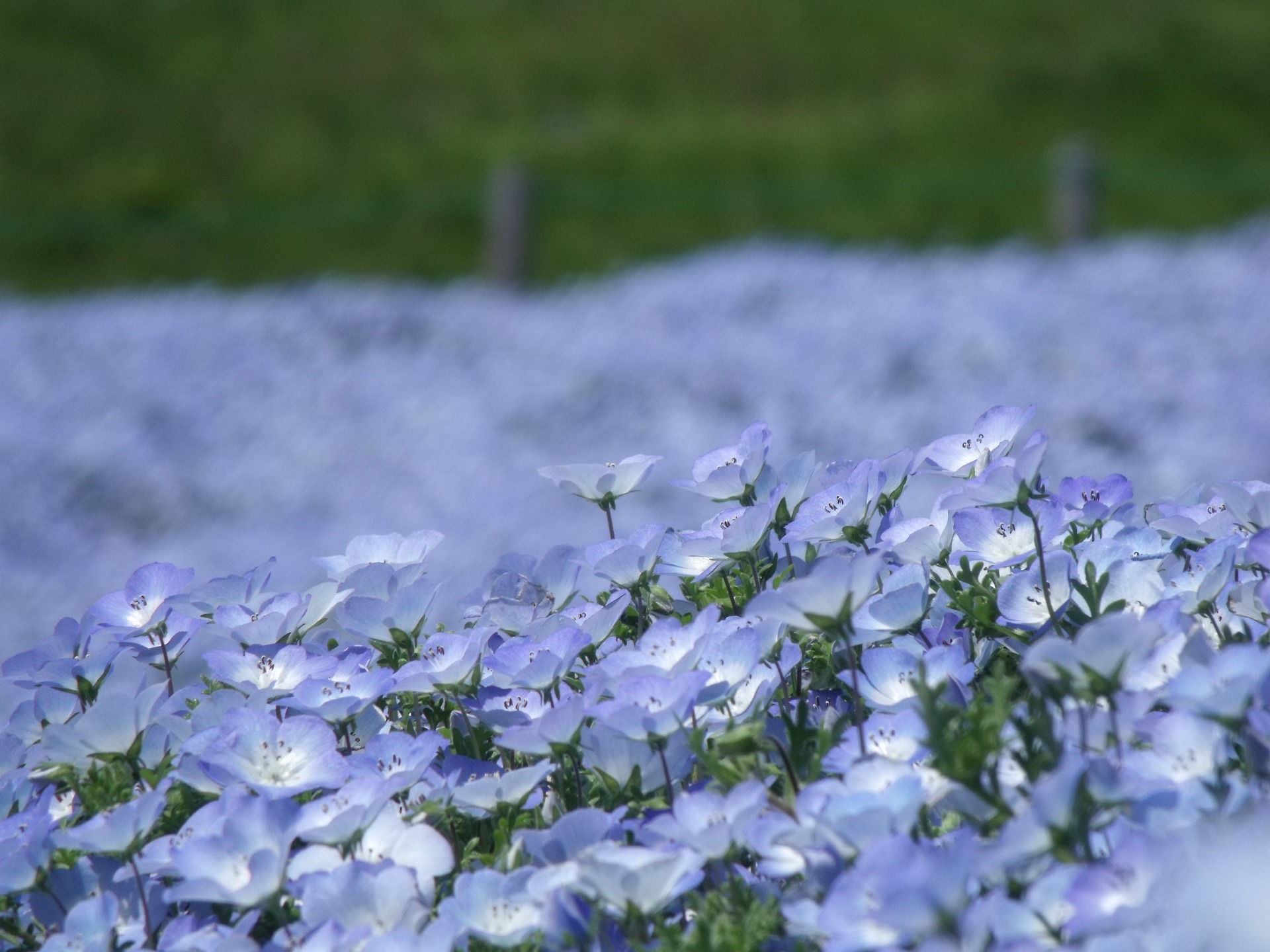 自宅で育てよう ネモフィラの種類や育て方についての5ポイント Gardeniwa