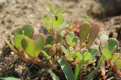 栄養満点！　食べられる雑草「スベリヒユ」の育て方7ポイント