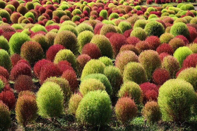 こんもりした形がかわいい ホウキソウ コキアの育て方6ポイント Gardeniwa