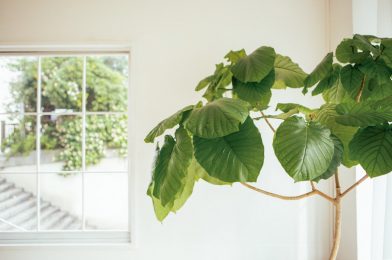 冬も元気なおすすめの観葉植物8選！寒い時期の管理方法も解説