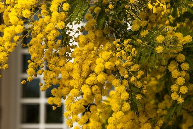 ミモザ 植え 替え