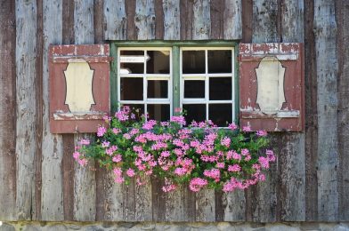 ゼラニウムの鉢植え栽培にチャレンジ！　おぼえておきたい10のコツ　