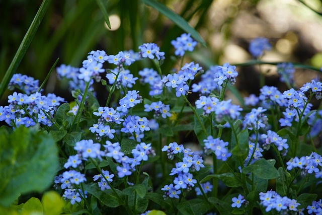 勿忘草 ワスレナグサ の育て方 種まきから開花まで7つのポイントを解説 Gardeniwa