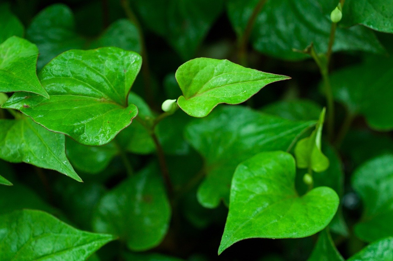 ドクダミを育てるには 栽培方法や注意点など5ポイントをご紹介 Gardeniwa