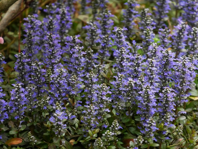 アジュガの育て方を5つのポイント別に解説 種類や増やし方も必見 Gardeniwa