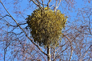 半寄生植物「ヤドリギ」とは？　知っておきたい6つの知識