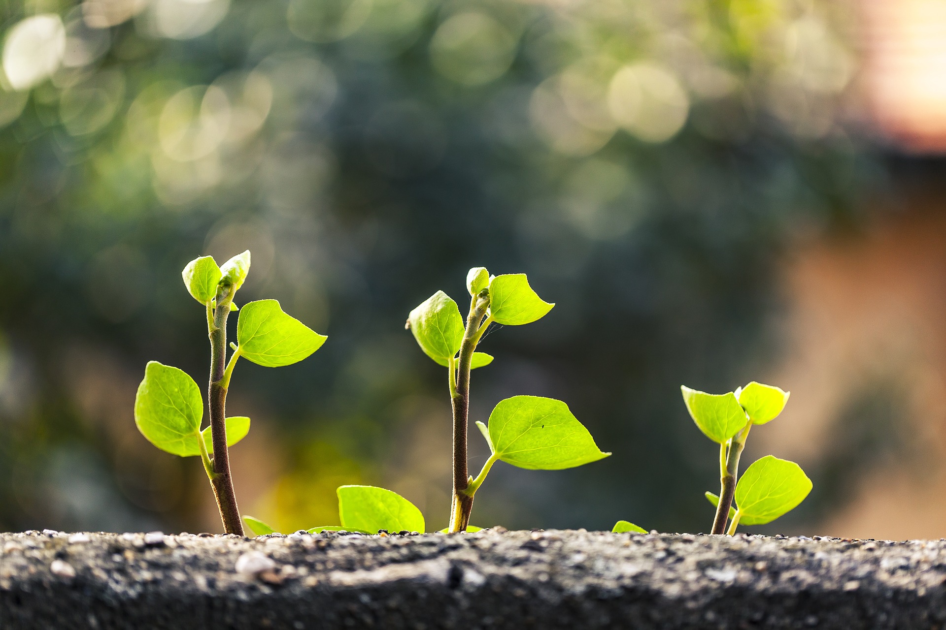 アイビーを育てよう 植え付けから増やし方までの6つのポイント Gardeniwa