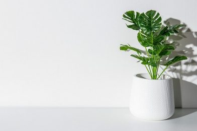 モンステラの育て方のコツは？植え替えや株分けなど7つのポイントを解説