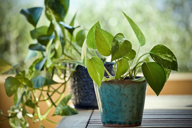 観葉植物で人気のポトス 育て方の5コツやおしゃれな飾り方を紹介 Gardeniwa