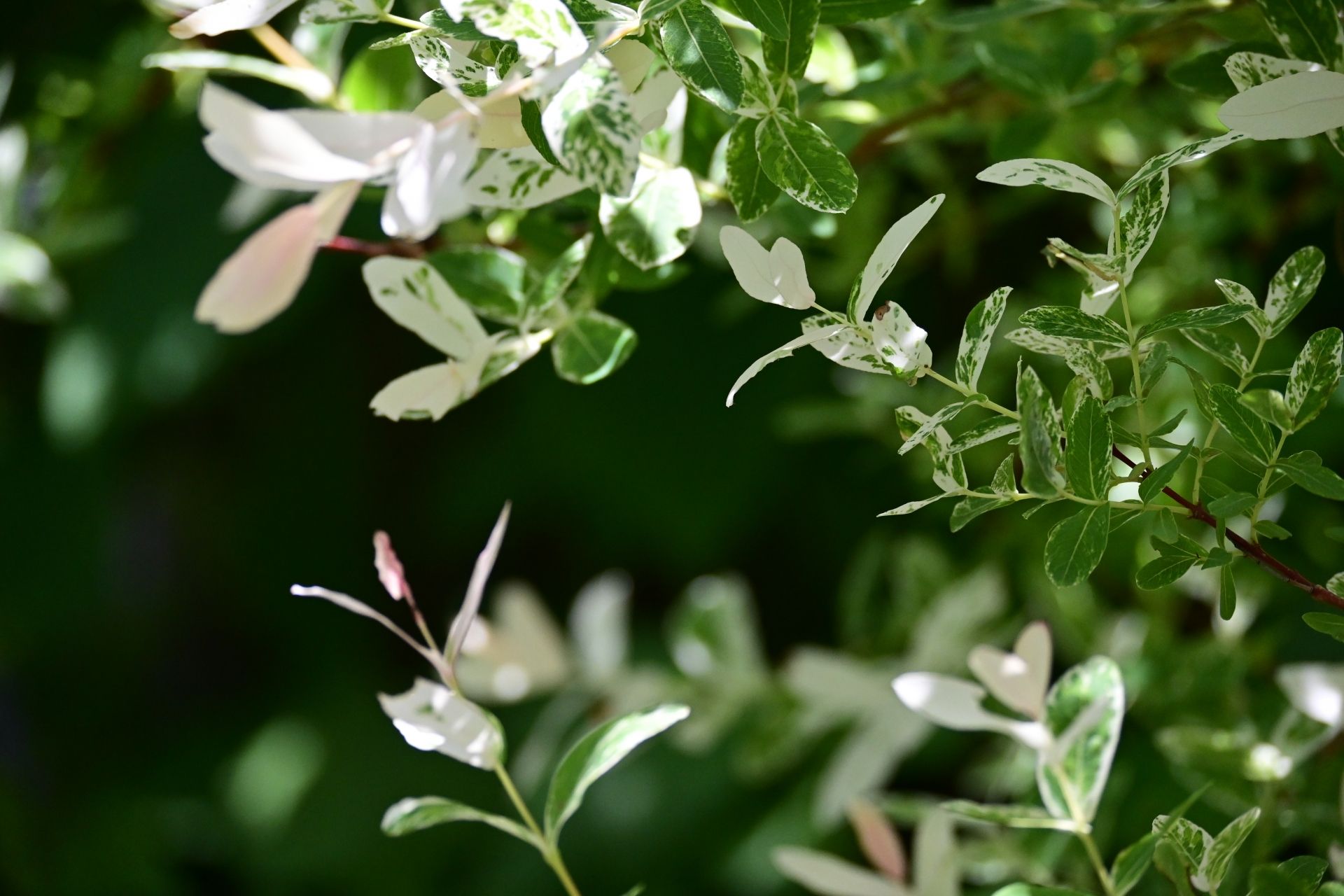 ハクロニシキで葉の色の変化を楽しもう 栽培方法7つのポイント Gardeniwa