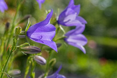 カンパニュラ（フウリンソウ）を植えよう！人気品種や育て方6つのコツを解説