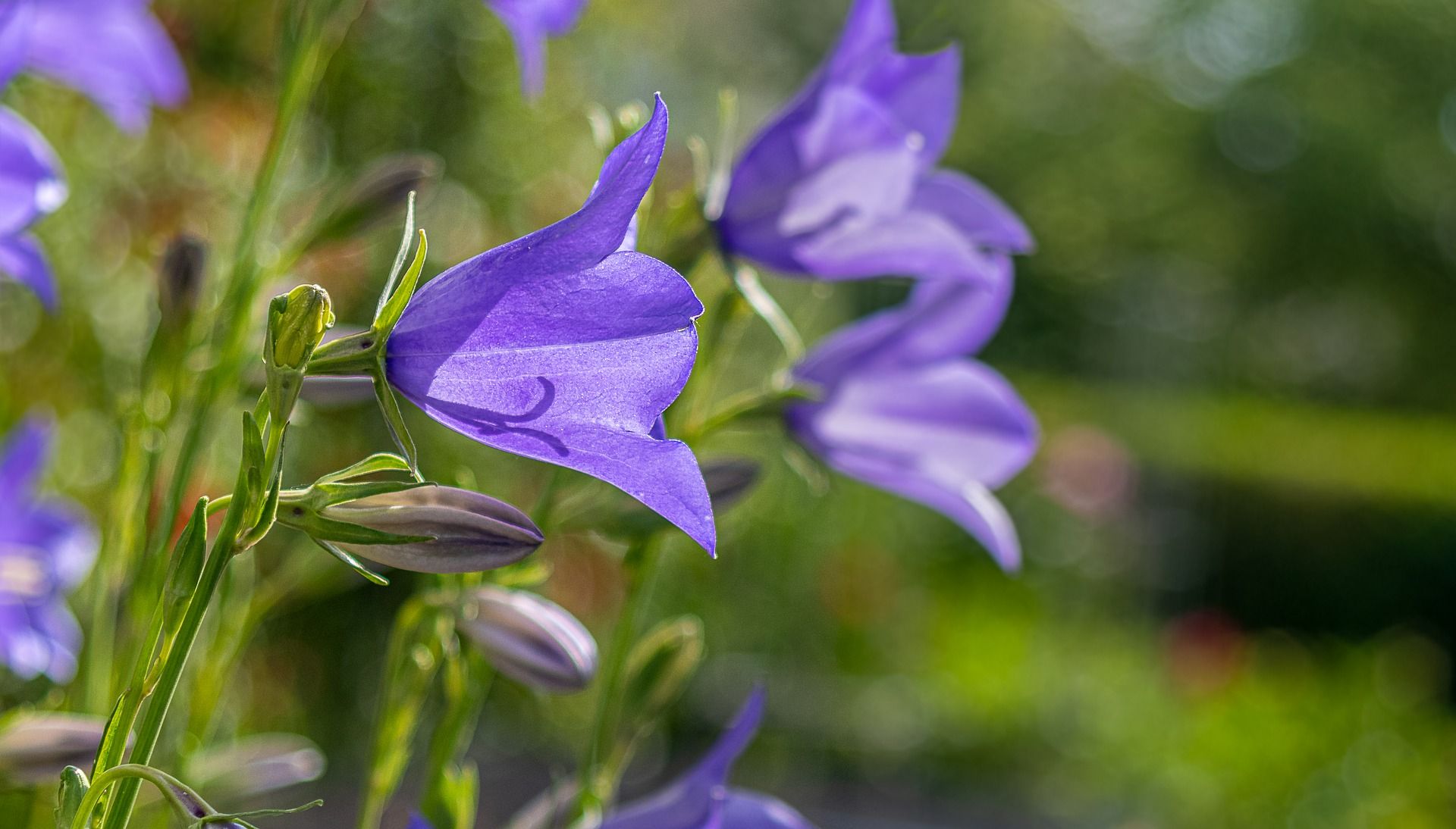 カンパニュラ フウリンソウ を植えよう 人気品種や育て方6つのコツを解説 Gardeniwa